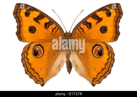 Butterfly species Junonia Almana 'Peacock Pansy' Stock Photo