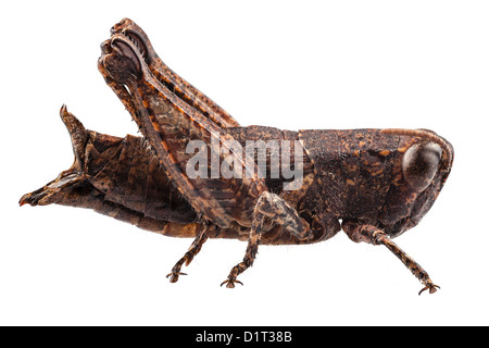small brown grasshopper a centimeter or half inch size