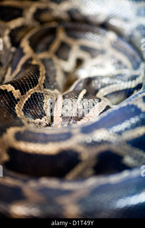 Berlin, Germany, dark tiger python in the reptile house Stock Photo