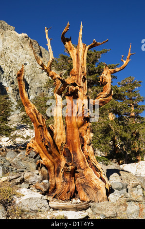 Bare pine tree branches Stock Photo: 90577302 - Alamy