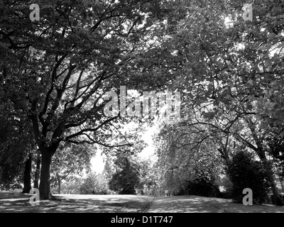 Landscape photograph of trees in Roundwood Park, North west London, NW10 UK, Stock Photo