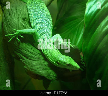 green tree monitor lizard Stock Photo