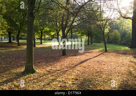 trees in late autumn sunshine in park Stock Photo
