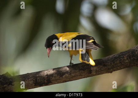 Oriolus xanthornus Black headed Oriole was involved in the stages of building a nest , collecting cobwebs at Kumta in Karnataka Stock Photo