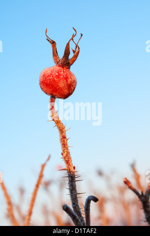 Rose hips covered with ice Stock Photo