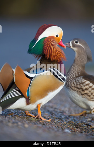Mandarin Duck; Aix galericulata; Drake; Winter; UK Stock Photo