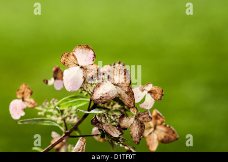 Berlin, Germany, dried Bluetenblaetter a hydrangea in autumn Stock Photo