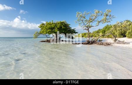 Florida beach, Anne's Beach in the Florida Keys, USA Stock Photo