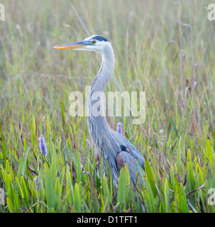 Side view of Great Blue Heron in Everglades National Park Florida Stock Photo