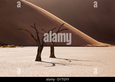 Two dead trees in Deadvlei in the NamibNaukluft National Park of Namibia Stock Photo