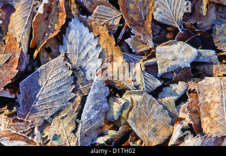 FROST IN THE EARLY MORNING TOUCHES THE AUTUMN LEAVES Stock Photo