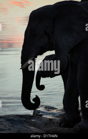 Mother and calf elephant silhouetted at waterhole in Namibia Stock Photo