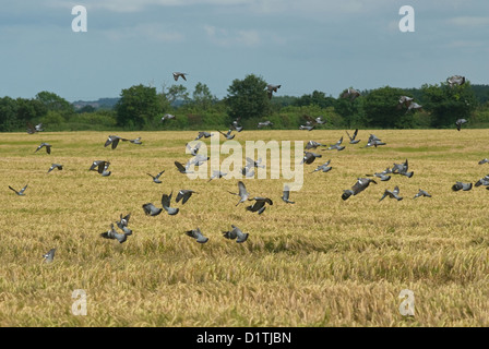 Woodpigeons flying over barley field in summer Stock Photo