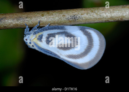 Exotic Flatid Bug (Fulgoridae sp.) on a fruit tree in Thailand Stock Photo