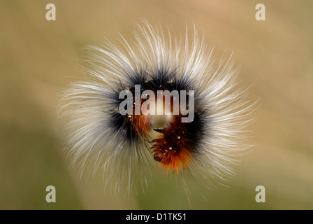 Garden Tiger Moth caterpillar (Arctia caja) on the Gower Peninsular Stock Photo