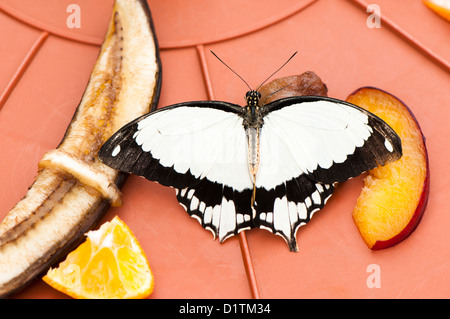 Mocker Swallowtail Butterfly, Papilio dardanus, feeding on fruit Stock Photo