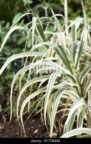 Arundo donax var versicolor, Variegated Giant Reed Stock Photo