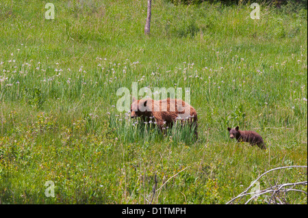 A black bear sow and its cub cross a patch of summer lillies, in northwest Yellowstone National Park. Stock Photo