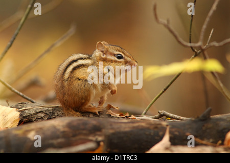 Eastern Chipmunk (Tamias striatus) in autumn. Stock Photo