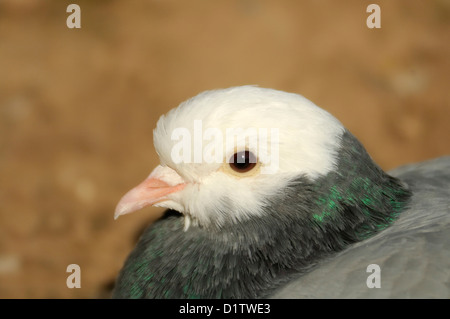 Haustaube, Ziertaube (Columba livia domestica) Domestic Pigeon • Baden-Wuerttemberg, Deutschland Stock Photo