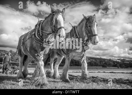 A pair of shire horses ploughing at Singleton Weald and Downland open air museum, West Sussex. UK Stock Photo