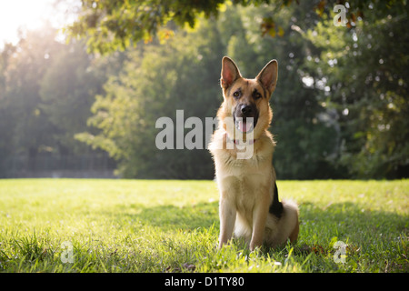 young german shepherd sitting on grass in park and looking with attention at camera Stock Photo