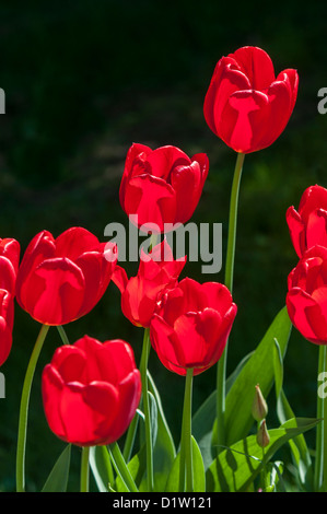 The tulip is a perennial, bulbous plant with showy flowers in the genus Tulipa Stock Photo