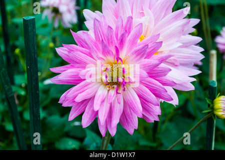 The closeup of a pink Chrysanthemum flower in a park.