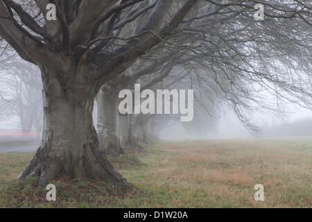 The famous avenue of beech trees near Badbury Rings, shrouded in fog. Planted in 1835, the trees used to form the driveway to nearby Kingston Lacy house. Stock Photo