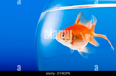 Goldfish on a blue background Stock Photo