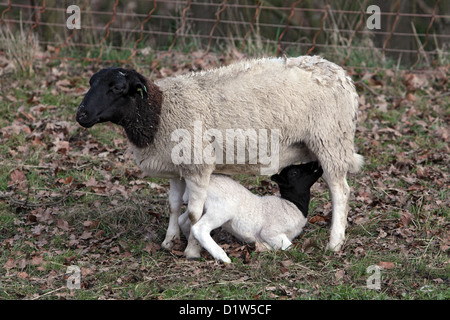 New Kätwin, Germany, young Dorperschaf drinking with his mother in a pasture Stock Photo