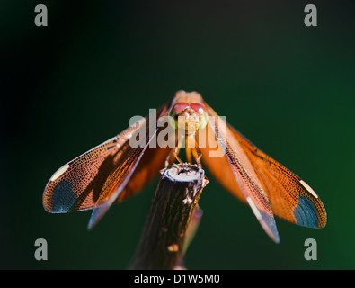 Red dragonfly resting on branch with green background. Selective focus on front. Stock Photo