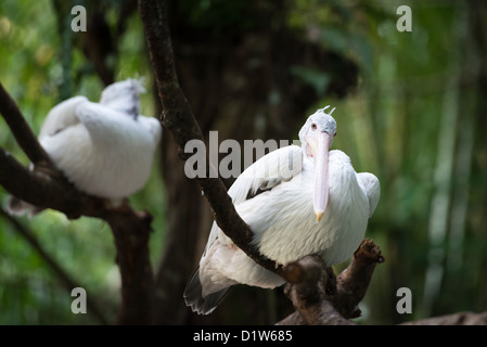 Australian Pelican (Pelecanus conspicillatus) resting on a tree and looking with curiosity Stock Photo