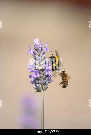 Two bees on Lavender Plant Stock Photo
