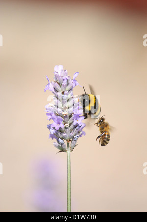 Two bees on Lavender Plant Stock Photo