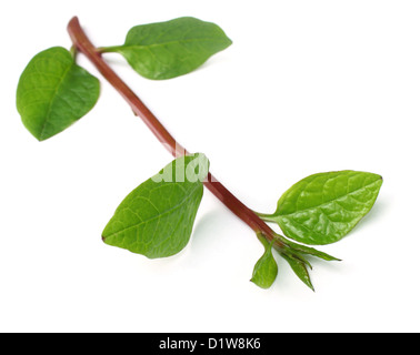 Basella alba or malabar spinach over white background Stock Photo