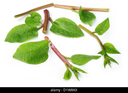 Basella alba or malabar spinach over white background Stock Photo