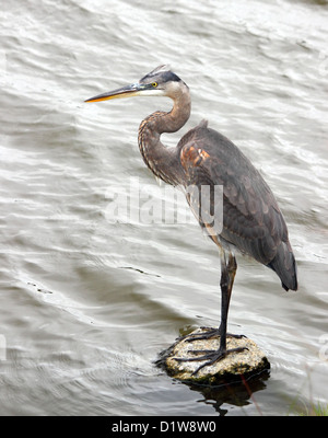 Great Blue Heron in profile standing on a rock in Huntington Beach State Park in South Carolina, USA Stock Photo