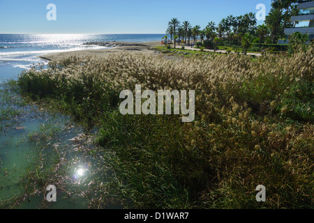 Spain, Andalucia - the Rio Verde runs in to the Mediterranean sea east of Puerto Banus, Marbella. Reed beds. Stock Photo