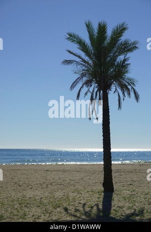 Spain, Andalucia - Urbanisation de Los Granados, Puetro Banus, Marbella. Lone palm on beach. Stock Photo