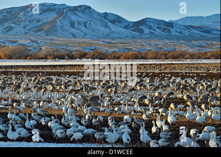 Snow Goose (Chen caerulescens) Flock congregating on refuge feeding grounds , Bosque del Apache National Wildlife Refuge, New Mexico, USA Stock Photo