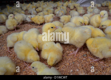 Two day old broiler chicks on chicken farm, Victoria, South Australia Stock Photo