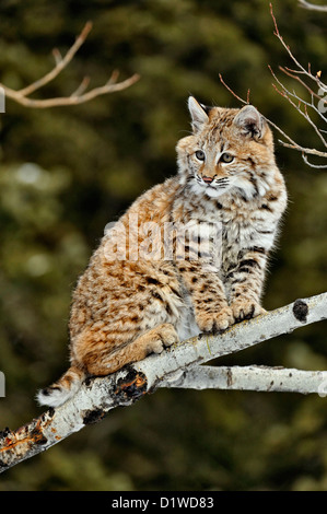 Bobcat (Lynx rufus) climbing tree in forest, Bavarian ...