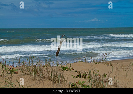 Beach dunes with tall dead tree in blue waters of the Pacific Ocean - visible evidence of rising sea levels and climate change Stock Photo