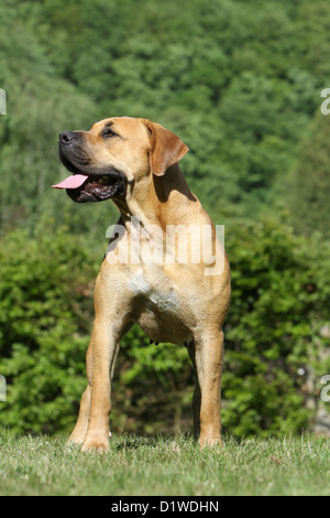 Dog Boerboel  /  Boerbull  /  South African Mastiff adult standing Stock Photo