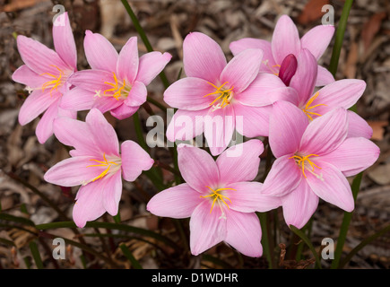 Cluster of bright pink flowers of Zephyranthes grandiflora syn rosea Stock Photo