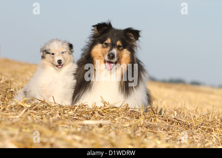 Dog Rough Collie / Scottish Collie adult and puppy (tricolor and Blue Merle) Stock Photo