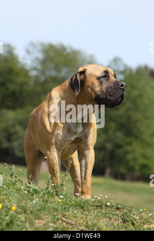 Dog Boerboel  /  Boerbull  /  South African Mastiff adult standing Stock Photo