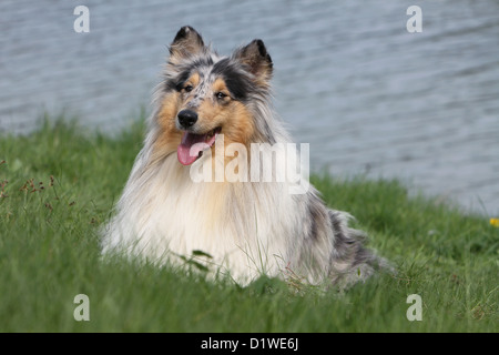 Dog Rough Collie / Scottish Collie adult (blue Merle) lying down on the edge of a lake Stock Photo