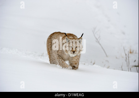 Eurasian lynx (Lynx lynx), captive raised specimen, Bozeman Montana, USA Stock Photo